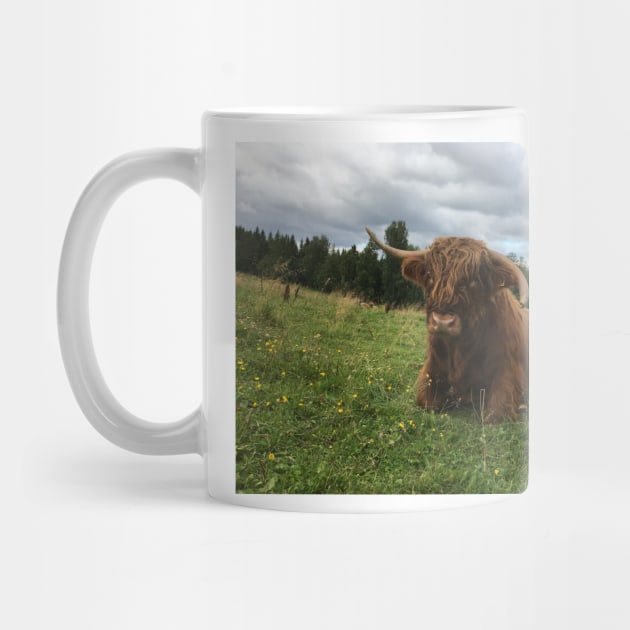 Scottish Highland Cattle Bull 1513 by SaarelaHighland